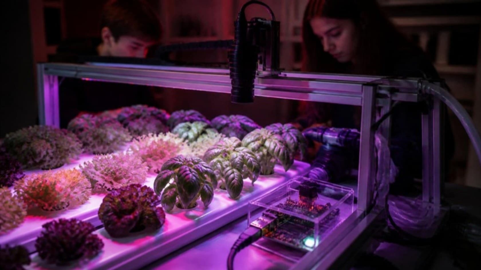 A hydroponic grow rack of leafy greens under purple grow lights with a camera watching the plants